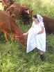 Tennille with the Cows